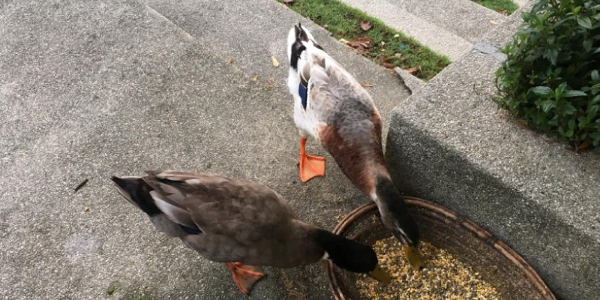 马来西亚泰莱大学CIT认证含金量大揭秘